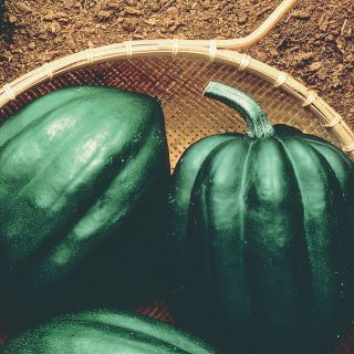 Taybelle PM Winter Squash Thumbnail